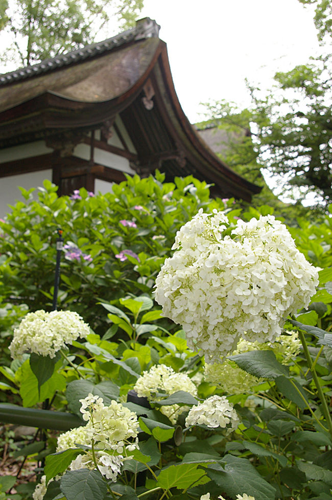 大阪京都 縁切り詣での旅・2 ～紫陽花と安井金毘羅宮