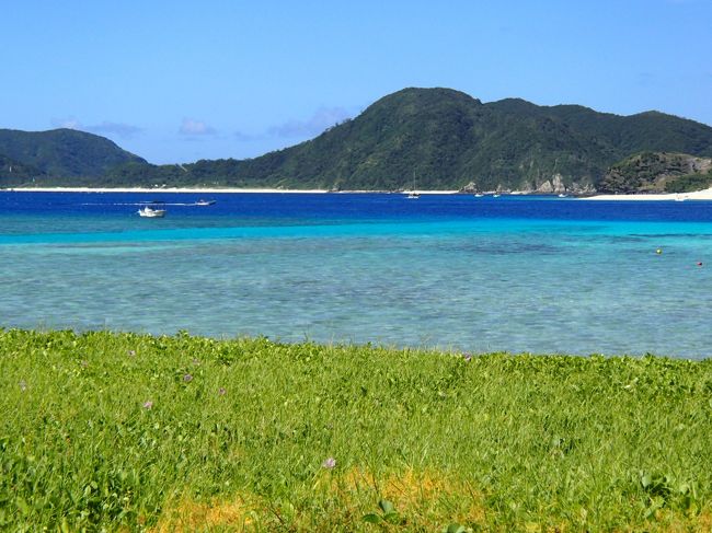 すっかり恒例となった、梅雨明け直後の“沖縄離島シュノーケリング三昧の旅”<br />今年は、2回目の“座間味＆阿嘉”へ。<br /><br />前回 訪問したのは、国立公園に指定される直前の3年前。<br />「国立公園になると観光客が増えて、雰囲気が変わっちゃうんだろうなぁ。」と心配してましたが<br />・クイーンざまみが混んでいる<br />・阿真ビーチのキャンプ場にテントがいっぱい<br />・ビーチを見るだけのオバサン観光客がチラホラ<br />・ライフセーバーの見守りが強化<br />・役場が建て替えられ、綺麗になった<br />以外は、ほとんど変わりが無く、安心しました。<br /><br />少し長いですが、一緒に旅をしているつもりで、見て下さいね。