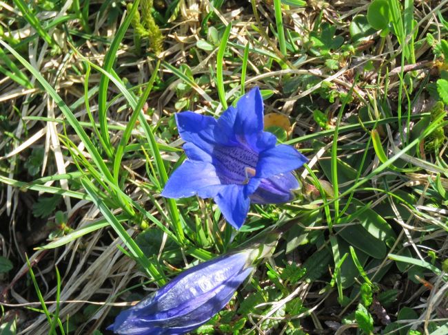 この時期は高山植物がいろいろとみられるので楽しみにしていたが、このハイキングでは予想以上に見られて嬉しかった。１５種類の高山植物を見ることが出来た。<br />高山植物は今が旬で咲いたばかりのように活き活きとしていた。<br /><br /><br /><br />＊写真はいたるところに見られたゲンティアナ・コキアナ