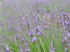 玉虫沼ラベンダー園は、紫色に包まれて