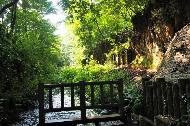 これからは夏の旅行シーズンが始まりますね～<br /><br />私はというと梅雨明けに上高地か奥日光でハイキングを計画していたのですが、<br />例年通り梅雨明けが来ない！<br /><br />するとお盆前後となるとホテルも高くなるし、交通機関も大混雑？<br />旅行の妄想を膨らましていたのですが、1か月ほど延期をすることになりそうです。<br /><br />そんな感じの私なのですが、本日は梅雨晴れ（中途半端だけど）っぽいので、<br />朝早くに近場の玉川上水緑道を歩いてみることにしました。<br /><br />