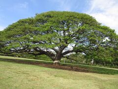 この木なんの木：　モアナルア・ガーデン（Moanalua　Gardens）