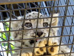 夏のレッサーパンダ紀行【９】 旭山動物園　レサパン紀行改めネコ科おチビ紀行　 感嘆！！チビユキヒョウ＆チビアムトラ！！