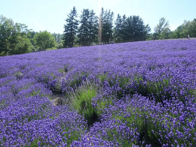 母が富良野のラベンダーを見に行きたいというので、北海道旅行を計画しました。<br />3泊4日の旅です。<br />母と一緒なので、あまり予定を詰め込まずにゆったりした旅にしました。<br /><br />　1日目 大阪-函館<br />☆2日目 函館-札幌<br />☆3日目 札幌-富良野<br />☆4日目 富良野-大阪<br /><br />当初の予定は4泊5日で、逆ルートで富良野から南下して北海道新幹線まで青森までいくつもりでした。<br /><br />2日目<br />ANA ANA4858 函館 16:05 - 千歳 16:45<br /><br />3日目<br />中央バス高速ふらの号<br />札幌駅前ターミナル 9:30 - 富良野駅前 11:58<br /><br />4日目<br />中央バス高速ふらの号<br />島ノ下駅前 8:10 - 10:28 札幌駅前ターミナル<br /><br />Peach MM104 千歳 12:55 - 関空 15:05