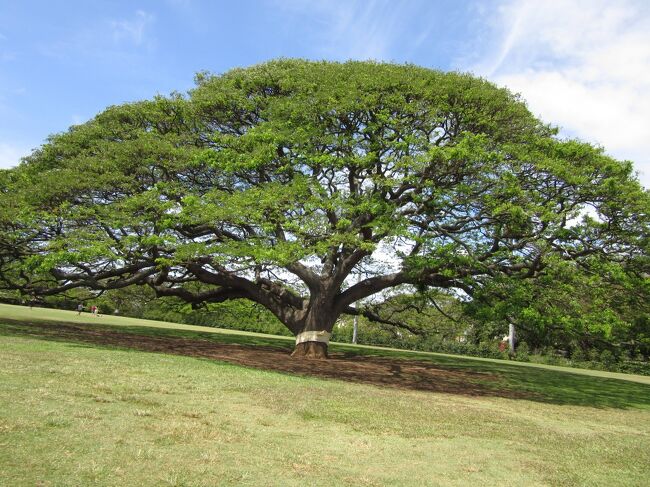 日立の「この木何の木」・・・・moanalua gardensの駐車場側の入り口から見て、１つ右奥の木です（日立のCMの木の一つ奥）。<br />同じモンキーポッドです。<br /><br />此の木は、オアフ中で見かけますが、これだけ綺麗なシンメトリックのは少ないです。<br /><br />飽きてきたので行っていなかったのですが、久しぶりに立ち寄ってみました。　<br /><br />入場料を取るように成っていました。<br />常に此れだけの敷地を綺麗に保持するには、個人では負担が重いって事でしょうが、補助だけでは満足出来なくなった関係者が出ているのでしょう。