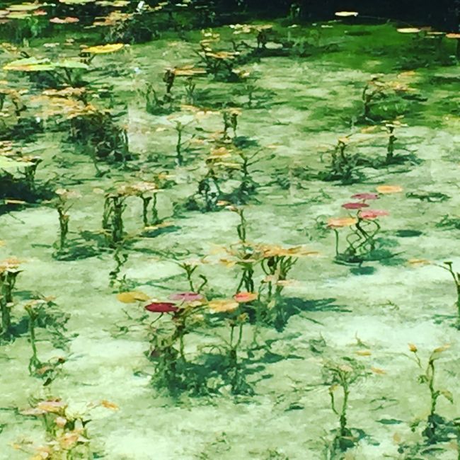 昨年あたりから話題になっている岐阜県関市にある『モネの池』を見に言ってきました。<br />写真では分かりづらいですが天気が良いと本当に幻想的でした。<br />車がないとアクセスしづらい場所ですが、話題になるだけはありますね(^^)