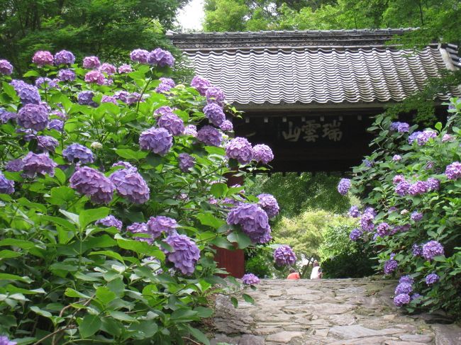 あじさい祭りも終盤を迎えた本光寺へぶらっとドライブしてきました。