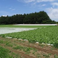 川上犬に会いに川上村へ