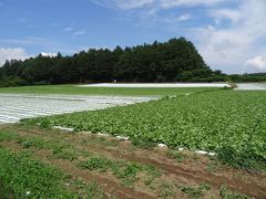 川上犬に会いに川上村へ