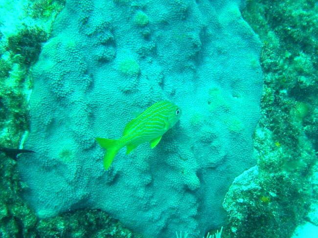 休暇を利用してカリブ海へ。現在アグアスカリエンテスに在住なので、カンクンまで2時間半のフライトです。ホテルエリアは高いので、物価の安い（たぶん）と思われたイスラムへーレスで９泊しました。フェリー代金（往復約900円）を払っても主要目的がマリンスポーツなら、島滞在が良いかも。ホテルは9泊で約700USD支払い、ツインをシングルユースでした。やや古いタイプですが、まあまあでした。ダイブショップは徒歩1分。ビーチは徒歩1分。レストランは道へだてて徒歩30秒、コンチネンタル朝食こみでした。ただWiFiはこのレストランのみしか利用できず、ちょっと不便でした。