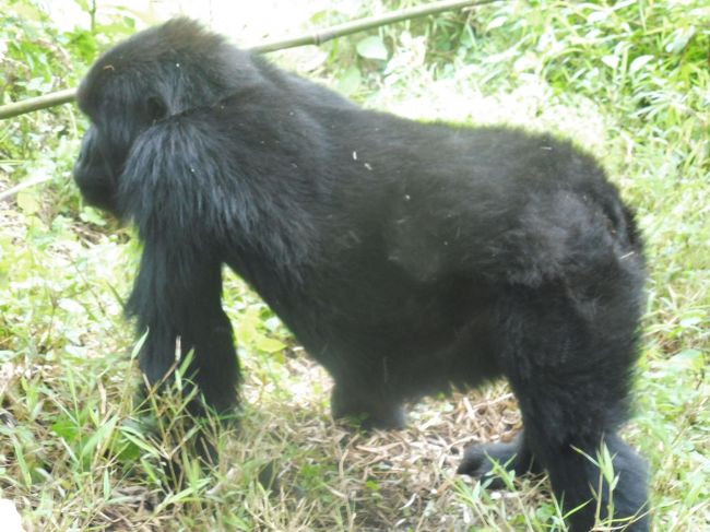 マウンテンゴリラはアフリカ中部のルワンダに生息する世界で最大のゴリラ。<br />800頭ほどがルワンダの森に生息している。<br />約20ファミリーが観測され、10ファミリーは研究用に観察されている。<br />10ファミリーは観光用に保護され、1日7名だけが1時間生息する山中に入り、間近で観察することが許されている。<br /><br />首都キガリ
