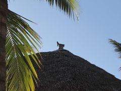 マダガスカル新婚旅行　ノシベのホテルがデラックスになった訳