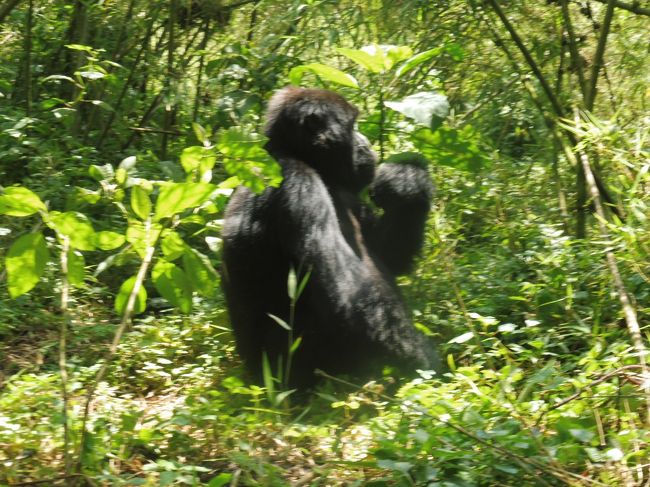 マウンテンゴリラの生息はアフリカの中央、ルワンダ。<br />ヴォルカン国立公園です。<br />首都キガリから車で北西に3時間ほど入ったルヘンゲリに宿を取り、ガイドを伴ってジャングルに入る。<br />7人づつのグループで10組、総勢70名が一日の観光受け入れ人数です。<br />国立公園のセンターで受け付け、どのゴリラのファミリーに会えるかは事務所にゆだねる。<br />近い場所、遠い場所、たくさん歩く場所、どこに当たるかわからない。<br />ファミリーが決まるとガイドが事前に注意や説明をし、4駆に乗って出発する。<br />2400mから2600mくらいの標高です。ファミリーは数匹から数十匹と様々。<br />トレッキングシューズ、雨合羽などを装備にジャングルに入り、ゴリラと遭遇、1時間面会です。<br />おとなしく、数メートルまで接近できます。