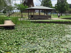 柏市-3　あけぼの山公園　水生植物園　ハス・睡蓮　☆日本庭園/柏泉亭にも