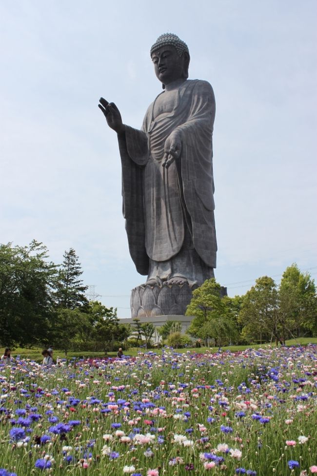 牛久大仏敷地内のお花畑がきれいという話を聞いて、これまで遠くから眺めるだけだった牛久大仏を見に行ってみました。