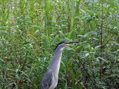 野鳥撮影記録（2016年７月⑧）入間川