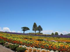 美瑛の丘・夏　美瑛のお花畑をめぐる