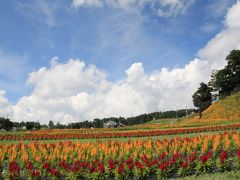 長野　富士見高原リゾート花の里　ジニア、ゆり、あじさい…お花畑に誘われて♪（1）