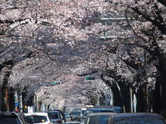 吉祥寺　桜のトンネル