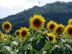 むつみひまわりロードからの大内義隆供養塔の旅