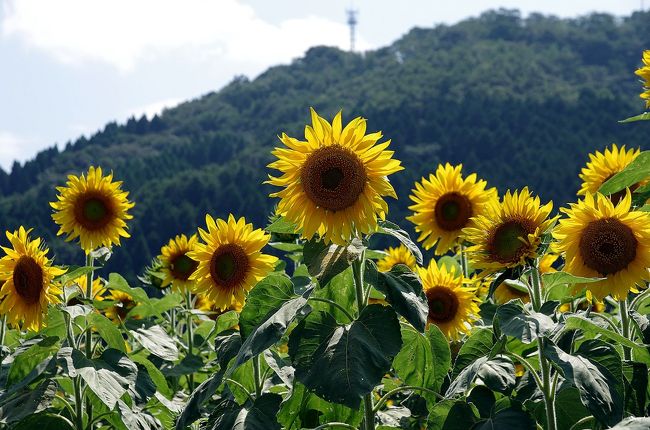 毎年、萩市むつみ地区のむつみひまわりロードまで向日葵を見に行こうとする、又は行ったりするのですが、時期を逸したり、長雨であまり咲かなかったりと満開のひまわりを見ることが出来ずにいました。<br />今年は、意を決してホームページ等を頼りに満開に合わせて行くことが出来ました。<br />平日でしたが、観光客も多くまたひまわりも今を盛りとばかりに黄色い大きな花を咲かせていました。<br />色々な種類のひまわりが咲いていてまるでリレーをするかのように盛りが来て長く楽しめるようになっていました。<br />１時間程度ひまわりを見た後、道の駅うり坊の郷まで行き、須佐方面に道を折れて以前から気になっていた大内義隆供養塔を見てみました。<br />山裾にひっそりと供養塔が建っていて寂しさを誘いました。<br />