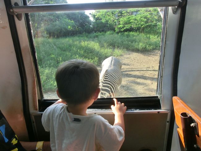 マイレージの期限が来るとＡＮＡから連絡が入りました。<br />6月に2才になる孫が乗り物好き、動物好きなので沖縄にでも行こうかということになりました。<br />そこで、いろいろ調べていると、１才だと入園料やホテル代などいらないことが分かりました。<br />それならば、沖縄は今度にして、前から主人が行きたかったバリサファリへ連れて行くのはどうかな？と言うことになりました。<br />ホテルとエアーのパッケージでおちびさんは2万円のみです。<br />バリだ！ということになって、娘と孫と私たち夫婦で3泊4日の旅に出発です。<br />とにかく2才のお誕生日の6月2日前に行って帰ってこなければということで出発日も決まりました。<br /><br />名古屋からはガルーダの直行便がないので、前日に出発して車を1週間無料で駐車できるベルビューガーデンホテル 関西に前泊しました。<br /><br />5/22<br />多治見10：00ー京都12：30　高速利用<br />京都でちびすけと娘を拾って大阪の野崎観音様へ<br />娘の知り合いに会って、大阪のすし屋さんへ<br />ベルビューガーデンホテルへチェックイン<br />お休みなさい<br /><br />5/23<br />ホテルの空港シャトルで8：00出発<br />空港でチェックイン<br />ガルーダ10：50発<br />バリ16：50着　送迎でホテルへ<br />ホテルの鉄板焼きで夕食<br /><br />5/24<br />主人は11：00から町スパへ<br />居残り組みはプールで,ちびすけは昼食も忘れてプールの中、13：00にちびすけと娘と一緒に町スパへ、主人と交代。<br />スパの後は近くのデューティーフリーに立ち寄り、ホテルへ<br />夜はバリコレクッションへお出かけ<br /><br />5/25<br />チャーターした車で、なじみのガイドのサマダナさんの案内でバリサファリへ、サファリを目一杯堪能<br />帰りにバリアガのお店でお買い物、パパイアスーパーで頼まれた石鹸を購入してホテルへ<br />ホテルの日本食レストランで夕食<br /><br />5/26<br />帰国日は延長で18：00までホテルのプールでまったりと<br />私と娘は午前中は町スパへお出かけ、命の洗濯が出来ました。<br />19：00に送迎でデューティーフリー立ち寄り<br />夕食の中華を食べて、空港へ<br /><br />5/27<br />日またぎの00：40ガルーダへ出発<br />関空に8：30到着、10：00のホテルのシャトルでホテルへ<br /><br />ちびすけが本当に楽しんでくれたので、行ってよかった〜<br /><br />