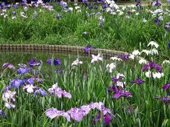 東村山菖蒲祭～北山公園