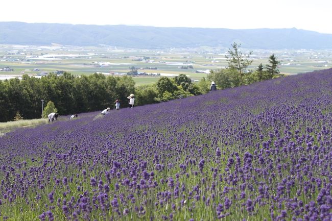 何年も前から一度は行ってみようと考えていた富良野のラベンダーを見に行く旅。<br /><br />翌週は3連休となるため、ちょっと時期は早いかもしれませんが、金曜の18:00羽田発旭川行きのJL557便に搭乗します。ちなみに今回も無料特典航空券利用です。<br />