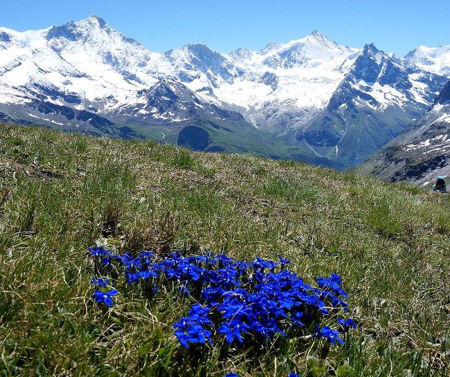 2016年の7月中旬の晴天が続く時期を狙って、スイスなどヨーロッパアルプスのトレッキングに出かけました。旅行期間中は、事前の天気予報よりも天気が良く、7日間晴天続きで、その間毎日トレッキングに明け暮れることになりました。第三部は、エランの谷に続いて、その東隣のアニヴィエの谷を二日間でトレッキングしたときの前半部分の旅行記です。（表紙写真は、ソルボア頂上付近から望むヴァレーアルプス）<br /><br />旅行の全日程は以下の通り。<br /><br />7月14日　羽田　0:30ー（エミレーツ航空、ドバイ経由）?＞13:15 ジュネーブ着（空港でレンタカー借り出し）。<br />ジュネーブ空港ー(車)ー＞エランの谷。　（エヴォレーヌ泊）<br /><br />7月15日　エヴォレーヌー(車)?＞アローラ。アローラ周辺をトレッキング後、車でグイユまで戻り、ラック・ブルーまで往復トレッキング。（エヴォレーヌ泊）<br /><br />7月16日　エヴォレーヌー(車)?＞（アニヴィエの谷）グリメンツ。<br />グリメンツからロープウェイでCol de Soreboisそば(Contrate)まで上がり、そこからCol de Soreboisまで往復トレッキング。<br />グリメンツー(車)ー＞ツィナール。（ツィナール泊）<br /><br />7月17日　ツィナールー(車)ー＞サン・リュク。ケーブルカーでTignousaへ。<br />そこからBella Tola小屋を経て、Bella Tola湖まで往復トレッキング。（ツィナール泊）<br /><br />7月18日　ツィナールー(車)ー＞テッシュー(電車)ー＞ツェルマット。<br />ツェルマットからゴルナーグラート鉄道でローテンボーテンへ。<br />ローテンボーテンからリッフェルアルプまでトレッキング。（テッシュ泊）<br /><br />7月19日　再びツェルマットヘ。さらにスネガケーブルカーとテレキャビンでブラウヘルドへ。<br />ブラウヘルドからシュテリゼー、グリンゼー、ライゼーを経由してスネガまでトレッキング。（テッシュ泊）<br /><br />7月20日　テッシュー(車)ー＞グラン・サン・ベルナール峠ー(車)ー＞クールマイヨール（イタリア）。<br />車でフェレの谷に入り、ラヴァケイまで移動後、ボナッティ小屋まで往復トレッキング。（クールマイヨール泊）<br /><br />7月21日　クールマイヨールー(車)ー＞シャモニー（モンブラントンネル通過）。<br />レ・プラーズからテレキャビンでフレジェール、さらにリフトでランデックスまで上がり、そこからラック・ブランを経由してフレジェールまでトレッキング。（アルジャンティエール泊）<br /><br />7月22日　アルジャンティエールー(車)ー＞サン・レオナール（スイス） （地底湖見学）。サン・レオナールー(車)?＞モラン（シエール）。（モラン泊）<br /><br />7月23日　モランー(車)ー＞ヴベー(チャップリンの墓）ー(車)ー＞ローザンヌ(ノートルダム大聖堂）ー(車)ー＞トロシュナ（オードリーへプバーンの墓）。（ローザンヌ泊）<br /><br />7月24日　ローザンヌー(車)ー＞ジュネーブ空港（レンタカー返却）。<br />ジュネーブ15:15 ー(エミレーツ航空、ドバイ経由）ー＞（25日）17:30 成田着。