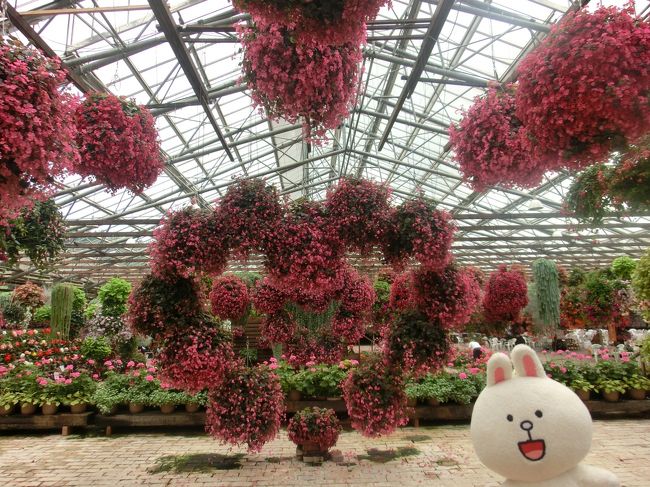 足立美術館を後にし次にやってきたのは、花と鳥の楽園『松江フォーゲルパーク』です。<br />入園料は￥１５４０ですが、コンビニ等で前売り券を入手しておけば￥１３８０です。（あ、ちなみに足立美術館も前売りだとマイナス￥１００の￥２２００で購入可能）<br />