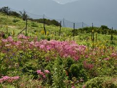 花の伊吹山とお城めぐり