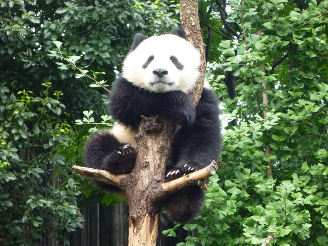 7月17日から7泊8日で、クラブツーリズムで成都、九寨溝、黄龍、楽山、峨眉山などを観光した。<br />ANAの成都直行便で、13：20品川発の成田エクスプレスで成田空港へ行き、ツアの受付をし、とりあえず1万円を両替。9920円が570元に。手荷物検査、出国審査をし、免税品の購入や、飲み物の購入をし、一番端の搭乗口で待つ。<br />出発はほぼ定刻。機内では演芸を聞いたり、男はつらいよを見ながら、機内食も食べ、あっという間の成都到着。<br />成都市内のホテルで1泊。現地ガイドに両替を頼む。1万円が590元に。<br />相部屋希望で、今回は相部屋の方がいて、60前後？の感じのいい男性。この日はシャワーを浴び就寝。<br />6時モーニングコール、相部屋の方とちょっと散歩をし、朝食を食べる。<br />8：30ホテル出発。2日目は成都から九寨溝までの移動日。トイレ休憩、昼食を食べ、松藩でちょっと観光し、トイレ休憩し、九寨溝のホテルへ。成都から少しの間は高速だが、あとは一般道。ホテルで夕食を食べ、シャワーをし、就寝。<br />3日目。1つ目のメイン、九寨溝観光。中国では夏休みになっているとのことで、7：30出発。<br />道はすでに大渋滞。バスはちょっと離れたところの駐車場に止まり、九寨溝の入り口まで歩く。<br />団体専用の列に並び、ツア専用のワゴンにて観光。滝や鏡海、五花海、長海、五彩池をワゴンや徒歩で観光しバイキングの昼食。絵葉書を買い、熊猫海、などの池や珍珠灘瀑布をワゴンや徒歩で観光後、老虎海から火花海までミニトレッキング。<br />そして、ワゴンで入口に戻り、駐車場まで歩き、九寨溝のホテルに2連泊。部屋に戻り、ちょっと休んで、チベット民族ショー。約1時間。<br />その後ホテルで、夕食を食べ、足マッサージをしてもらう。定価？は約180元だが、200元払い。60分となっていたが実際はちょっと早く終了。<br />気持ちよかったが、英語も日本語も話せず、コミュニケーションがほとんど取れなかった。そのご、部屋でシャワーをし、就寝。<br />4日目。2つ目のメイン黄龍観光。7：30ホテル出発。鉱石店でショッピング兼トイレ休憩後、今回の旅行の最高地点海抜4007mの雪山梁子で記念撮影し、黄龍の観光後の集合ホテルで昼食。<br />専用車に乗りロープウェイ乗り場へ。8人乗り。ツア9名のうち8人が同じロープウェイ。自己紹介をし、途中停電で止まったものの、無事、裏山の山頂ちょっと前まで。ここから、表まで歩き、五彩池まで登り、標高高く、息が切れる。<br />五彩池でゆっくり写真を撮り、その後はひたすら下りの階段。池あり、滝あり、非常にきれいだが、ほかは名前もわからず、写真を撮りながら下山。出口ちょっと手前に、郵便局があり、切手を購入。中国から日本まで、1枚5元と聞いていたが、1枚10元払い、絵葉書を渡して切手を貼ってもらい、出してもらった。いつ届いたという連絡が来るか？<br />集合場所でトイレを済ませ、茂県のホテルへ。ホテルで夕食を食べ、シャワーし、就寝。<br />5日目。自分には休息日（メイン観光でない日）だったが、都江堰観光。秦の始皇帝の時代に作り始め約300年かけて作り、いまだに現役の治水、水利用施設。勉強になった。<br />都江堰のレストランで昼食を食べ、成都へ。寝具店でショッピング兼トイレ休憩。<br />そして、武候詞、錦里散策。夕食後、川劇鑑賞、言葉がわからないも、笑えたり、瞬間衣装替えや、早面替えのショート見応え十分。これは成都に行ったら見る価値ありです。チベットショー、川劇ともにOPで各300元だったが両方で1万円。<br />1日目の成都のホテルでシャワーをし、就寝。<br />6日目。3つ目のメイン。成都パンダ繁殖研究基地。パンダ抱っこの写真はやっておらず、撮れなかったが、かわいいパンダがいっぱい。生後2週間程度のパンダも見れた。そして、四川風飲茶の昼食後トイレ休憩をしながら楽山へ。<br />楽山大仏の全景を船から見ることができた。<br />そして峨眉山へ。報国寺を観光しホテルへ。ホテルで夕食。<br />7日目。峨眉山山頂へ。グリーンバス乗り場まで、大渋滞でバスが動かず、降りて歩いてバス乗り場へ。<br />バスの乗車時間は約2時間。途中トイレ休憩あり。そして、バスを降りてから、約600段の階段を上り、ロープウェイ乗り場へ。ロープウェイの乗ること数分。そこから徒歩にて、金頂へ。記念写真を撮り、ロープウェイで下山し、グリーンバス乗り場の前で、昼食。そして、グリーンバスでツアバスの駐車場へ。<br />途中トイレ休憩とりながら、成都へ。成都最後の晩は、陳麻婆豆腐で夕食。山椒が効いて辛かった。<br />そして、成都のホテルに戻り、帰宅の準備をし、シャワーして就寝。<br />8日目。最終日。ホテル出発6：30。お弁当をもらい、空港へ。バス車内でお弁当を食べ、チェックインを終えていたので、荷物を預け空港散策。出国審査、手荷物チェックを終え、ショッピング。<br />定刻で飛行機は出発、機内では、演芸、音楽、映画、機内食を楽しみ、あっという間に成田到着。<br />帰りは京成スカイライナーで日暮里乗換で、帰宅した。<br />今回の旅行は、晴天に恵まれ、ほとんど雨が降らず、最高の観光日和でよかった。<br />相部屋の方もよい方で、楽しく旅行できた。料理は、まずくはなかったが、毎回似たような感じで飽きた。<br />次回、成都に来るときは、パンダ抱っこを目的にきたい。<br />