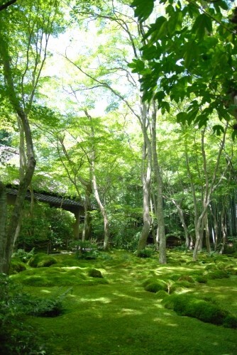 京都＊嵯峨野トロッコ列車～祇王寺