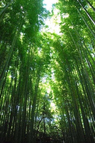 午後は竹林の道~天龍寺~渡月橋~龍安寺<br />炎天下、水分だけはしっかり取りながら頑張って歩き回りました!