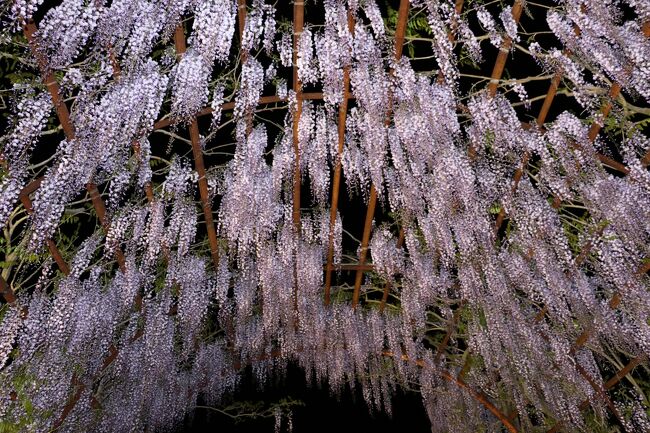 日本一の名に恥じない素晴らしい藤がいっぱい。