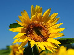 滝川 - 北竜町 - 三笠 - 岩見沢 - 札幌