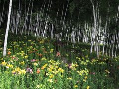 長野　富士見高原リゾート花の里　ジニア、ゆり、あじさい…お花畑に誘われて♪(2) ライトアップ編