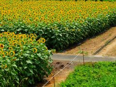 【奈良県上野公園】紀の川に沿って広がる解放感、ひまわりは太陽に向かって力強く...