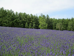 車中泊　2016北海道　ラベンダーもいいけどやっぱり食の旅