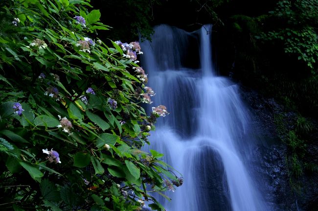 ☆福島県はたいした雨が降らないまま長かった梅雨が明け途端に猛暑の日々。<br />高原の湖や滝で涼むのが盛暑の何よりの贅沢ですが空梅雨は高原の水辺も直撃し羽鳥湖は干上がる寸前だし、<br />周辺の滝や渓流も例外ではありませんでした。<br />それでも野の花は過酷な渇水に耐えながらも可憐な花を咲かせ乾いた心まで優しく癒してくれます。<br />福島は旧盆が過ぎると少し涼しくなってくるのであと半月の辛抱です(^_^;)。