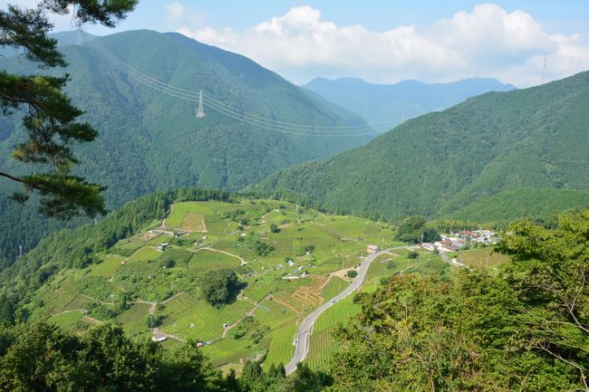 先週は山に行ったので今回は愛知の離島に行くつもりでしたが、急遽気が変わり、サクっと百名山をハントして最近岐阜で話題になってるスポットと名古屋城を見てきました。<br /><br /><br /><br />ルート<br />東京→関ヶ原IC→伊吹山→天空の茶畑→モネの池→名古屋城→丸の内IC→韮崎IC→湯めみの丘→甲府昭和IC→東京