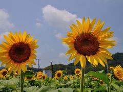 ２０１６夏・青春１８きっぷで讃岐まんのう町のひまわり畑を訪ねて・・