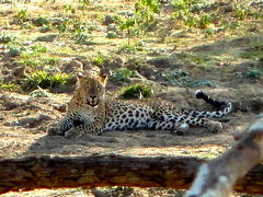 ヤーラ国立公園にてスリランカ豹に遭遇