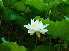 済々と　蓮の花咲く　寺の朝