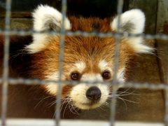 真夏のレッサーパンダ紀行【１】 甲府市遊亀公園附属動物園＆よこはま動物園ズーラシア　酷暑の甲府で頑張るクウちゃん＠遊亀　３年半ぶりにデールちゃんに会えました！！＠ズーラシア