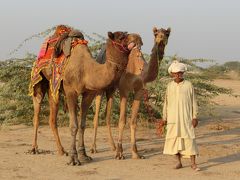 キャメル・サファリ　（デラワール）