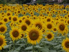 旅するイルカ♪　奈良　五條　上野（こうずけ）公園へ