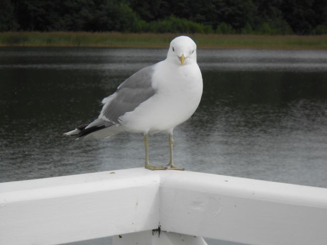 夏のムーミン国へハネムーン No.2