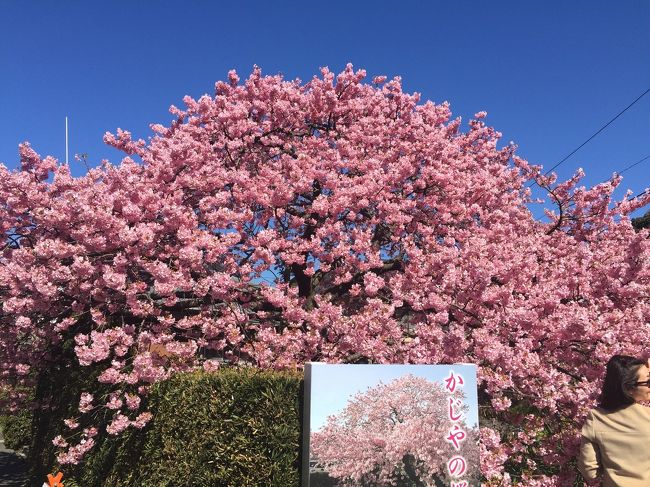 今年も河津桜を見に行ってきました。満開の時期にばっちりお休みがとれました。