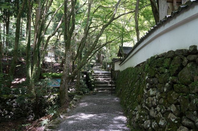 ２０１６年７月、２泊３日の京都旅行です。１日目は嵐山トロッコから嵐山温泉花伝抄に泊まり鵜飼見学。２日目は今宮神社のあぶり餅、吉田山のカフェ茂庵、そして祇園祭の余韻を感じながら貴船神社に行き、夜は烏丸御池で夕食。３日目は早朝の哲学の道を散策した後、車で高雄の神護寺・西明寺・高山寺へ。<br />３日目の高雄編旅行記です。<br />